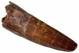 Fossil Spinosaurus Tooth - Real Dinosaur Tooth #350079-1